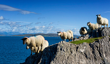 tour around ireland by car